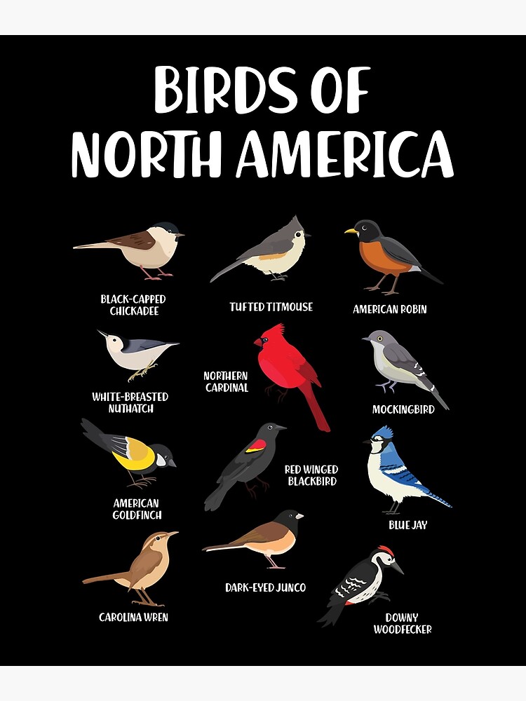 North American Birds Sticker Book - Perch Birding Gifts & Supplies