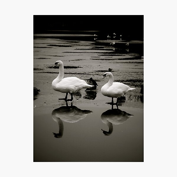 Reflected Swans Photographic Print