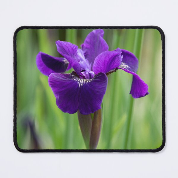 Item preview, Japanese Iris designed and sold by SBNature.