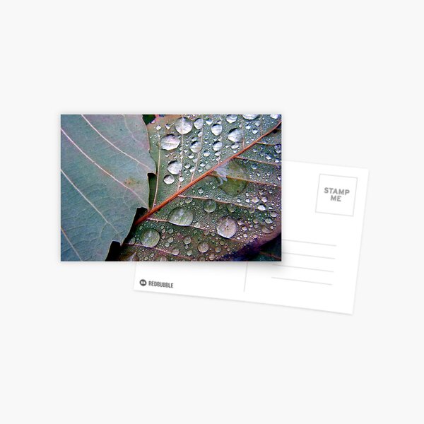 Leaf Dew Couple Postcard