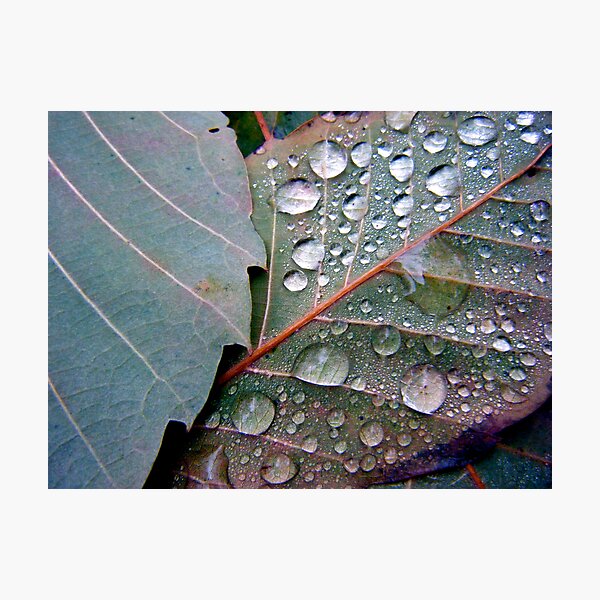 Leaf Dew Couple Photographic Print