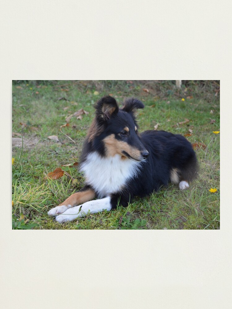 black and tan sheepdog