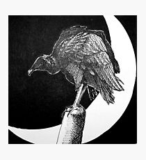 Black Vulture and Crescent Moon Photographic Print