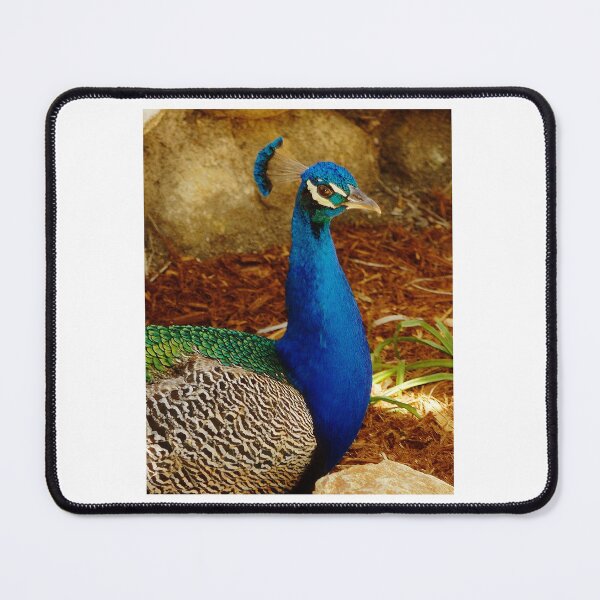 Item preview, The Beautiful Peacock in All Its Color designed and sold by shirleyarment.