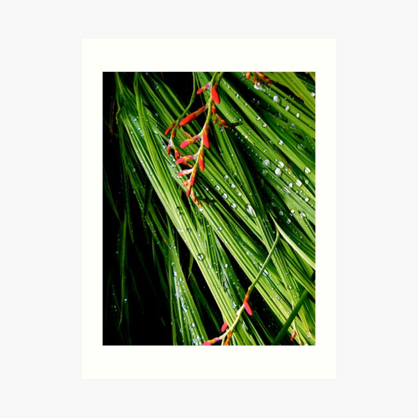 Rain on Leaves Art Print