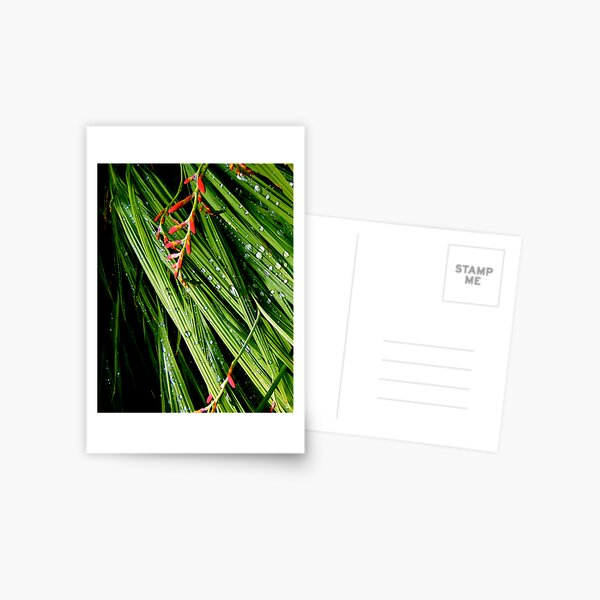 Rain on Leaves Postcard