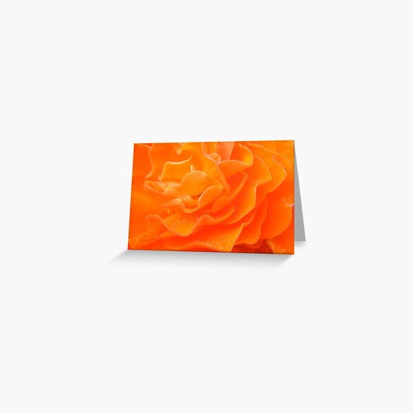 Sunburst Begonia Greeting Card