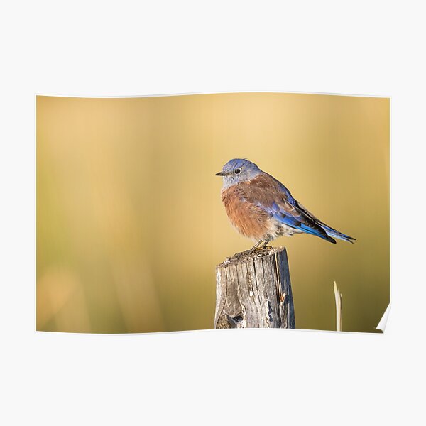 Red Bluebird -- Western Bluebird Poster