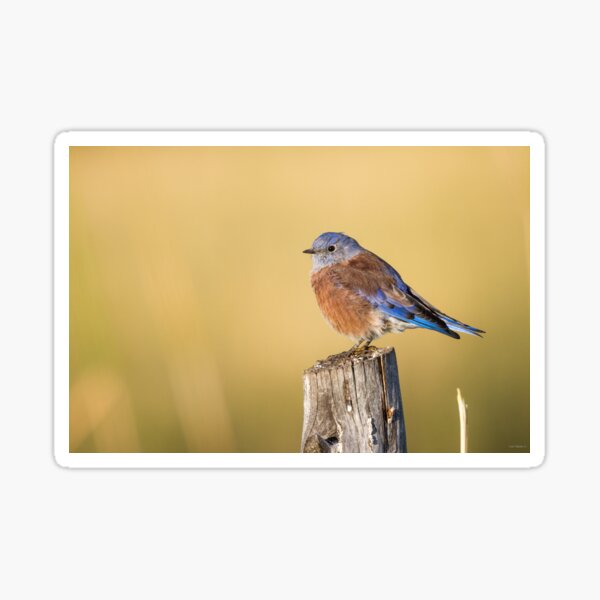 Red Bluebird -- Western Bluebird Sticker