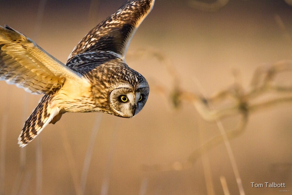 "Motion Detected Shorteared Owl" by Tom Talbott Redbubble