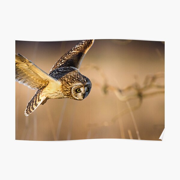 Motion Detected -- Short-eared Owl Poster