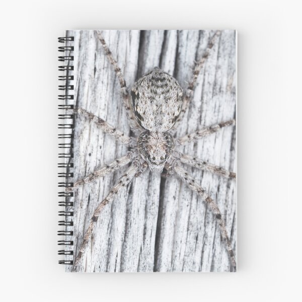 Item preview, Philodromidae - running crab spider designed and sold by SDym Photography.