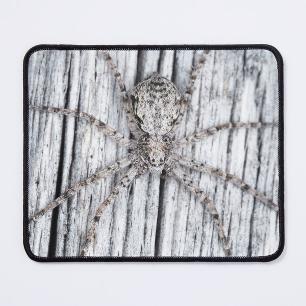Item preview, Philodromidae - running crab spider designed and sold by SDym Photography.