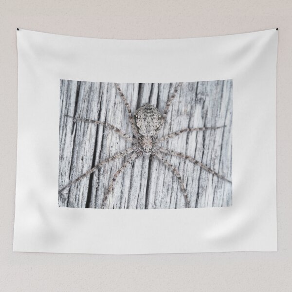 Item preview, Philodromidae - running crab spider designed and sold by SDym Photography.