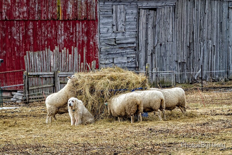 Standing Guard by Photos by Healy