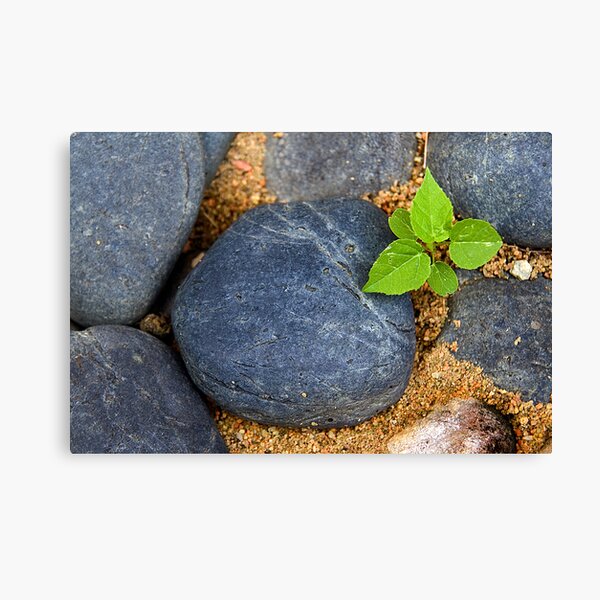 Little Life Canvas Print