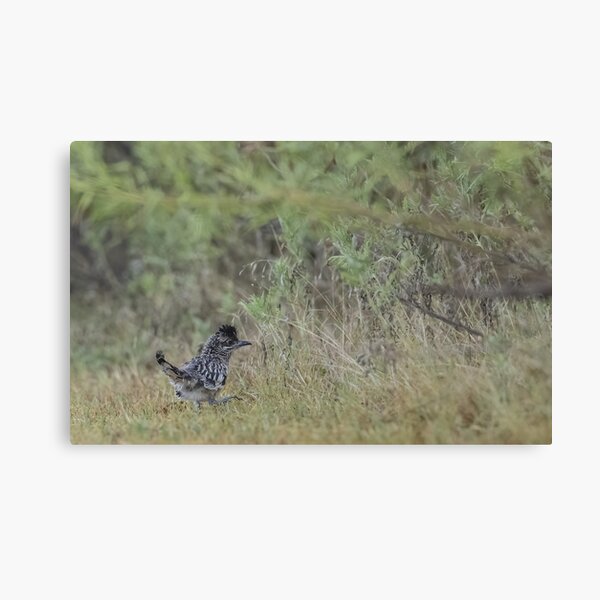 Baby Greater roadrunner Canvas Print