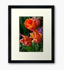 Tulips Framed Print