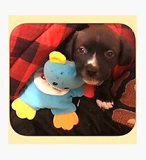 Harry Puppy Potter Photographic Print