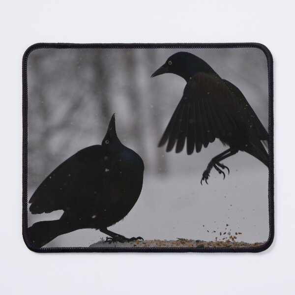 Item preview, Common grackles at the garden feeder designed and sold by Claude Laprise.