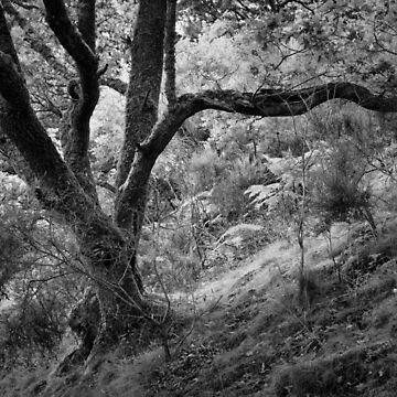 Artwork thumbnail, Dunning Glen 7: Characterful Trees 3 by ShinyPhoto