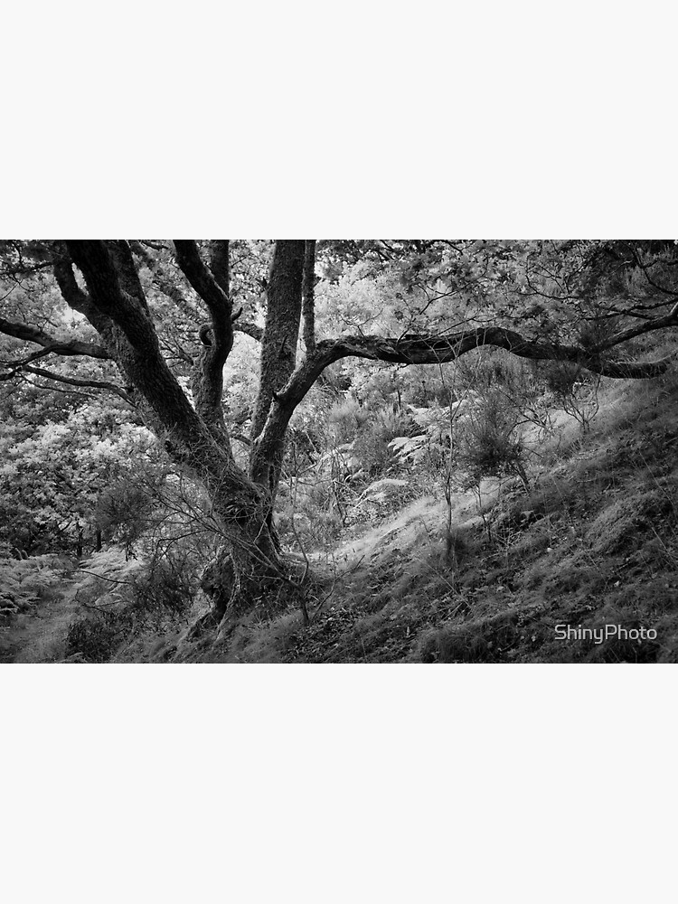 Thumbnail 3 of 3, Sticker, Dunning Glen 7: Characterful Trees 3 designed and sold by ShinyPhoto.