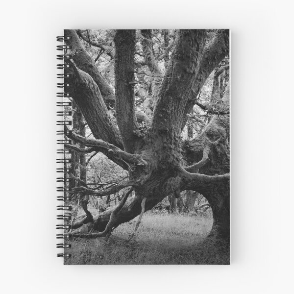 Item preview, Dunning Glen 9: Characterful Trees 5 designed and sold by ShinyPhoto.