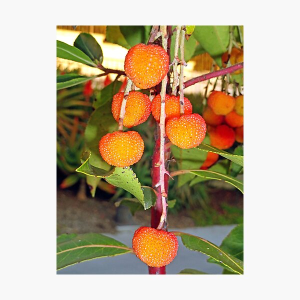 Item preview, Arbutus Unedo Fruits  designed and sold by Robert Meyers-Lussier.