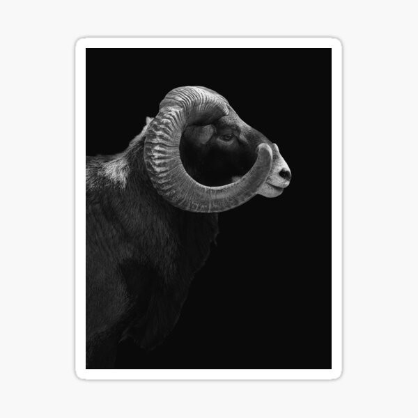 Item preview, Mouflon Sheep Portrait Black and White designed and sold by JennaPlyer.