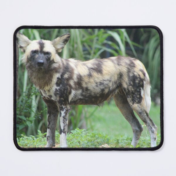 Item preview, Painted Dog designed and sold by Evelynsphoto.