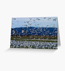 Snow Geese Twenty Four Greeting Card
