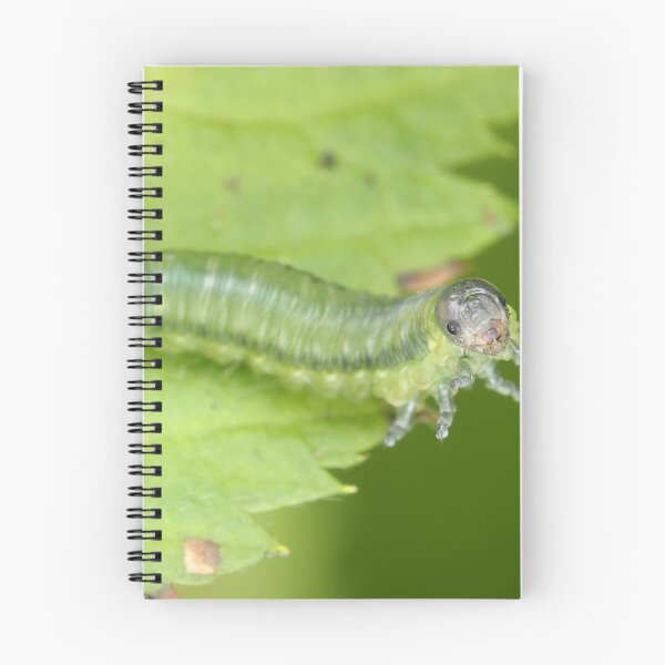 Item preview, Sawfly larva, possibly Cimbicidae designed and sold by SDym Photography.
