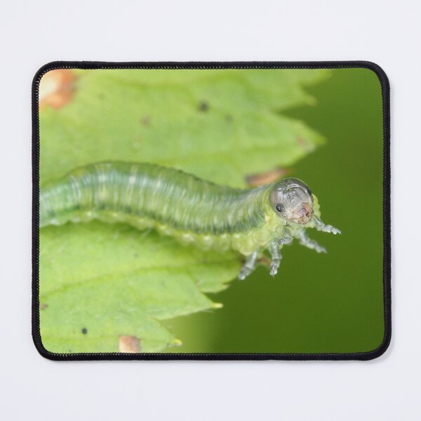 Item preview, Sawfly larva, possibly Cimbicidae designed and sold by SDym Photography.