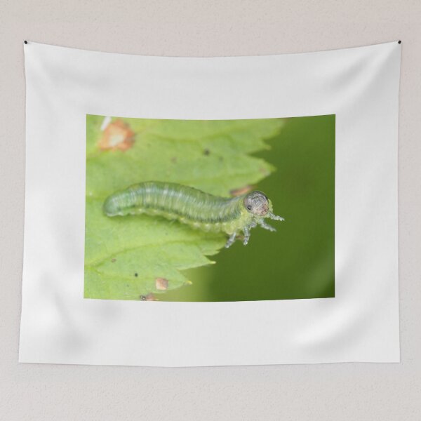 Item preview, Sawfly larva, possibly Cimbicidae designed and sold by SDym Photography.