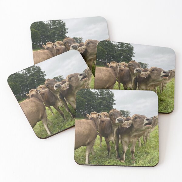 Item preview, Brown Swiss cows at Shelburne Farms designed and sold by archiesvt.