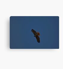 Red Tail Canvas Print