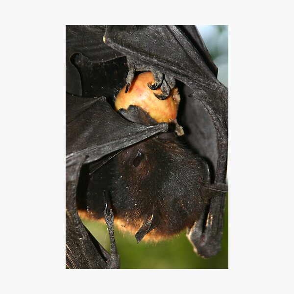 Item preview, Tasty Treat (Kakadu) designed and sold by InNature.