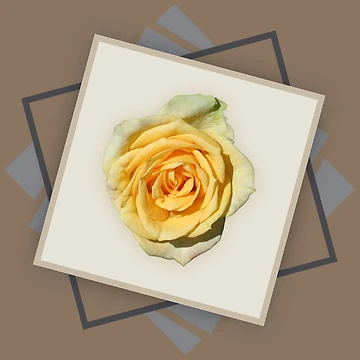 Artwork thumbnail, Yellow Roses by STHogan