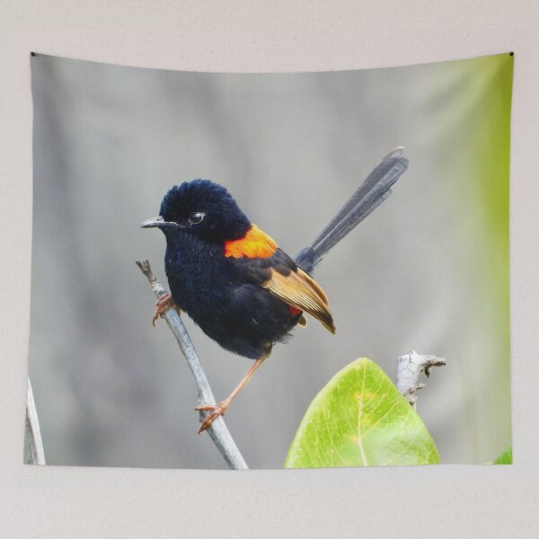 Item preview, Red Backed Fairy Wren looking proud  designed and sold by Mark Grimsley.