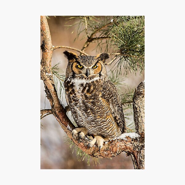 Item preview, Great Horned Owl in Winter designed and sold by ReflectPhoto.