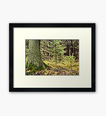 forest landscape Framed Print