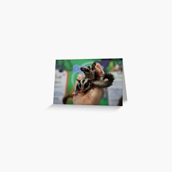 Sugar Gliders Greeting Card