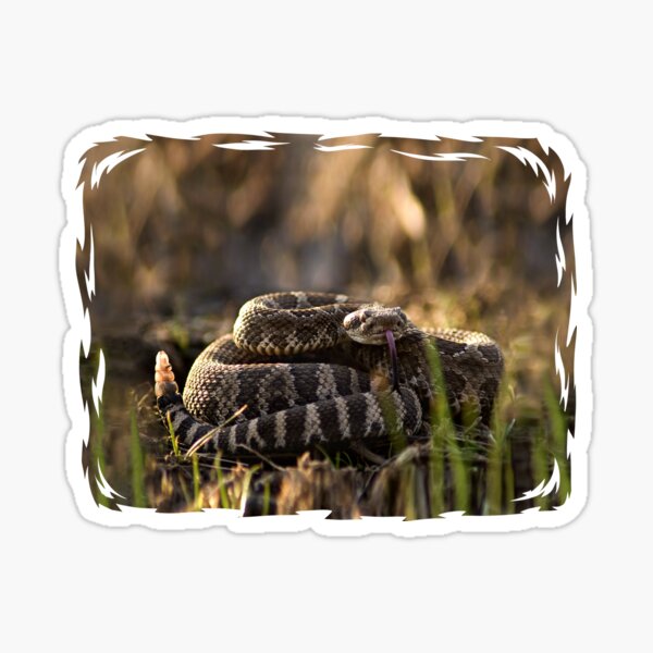 Rattlesnake Ready to Strike Sticker