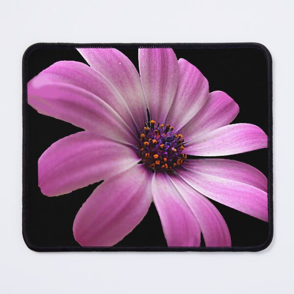 Item preview, Astra Purple - Purple Flower, African Daisy designed and sold by artyfartypants.