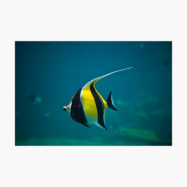 Wanda Photographic Print