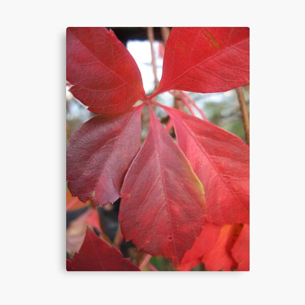 Leaf, red leaves Canvas Print