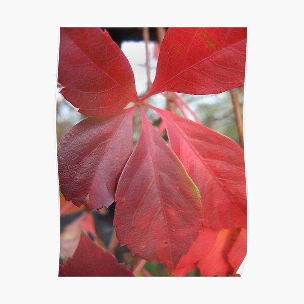 Leaf, red leaves Poster