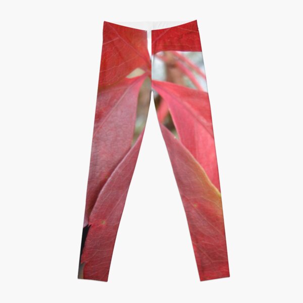 Leaf, red leaves Leggings