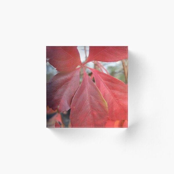 Leaf, red leaves Acrylic Block