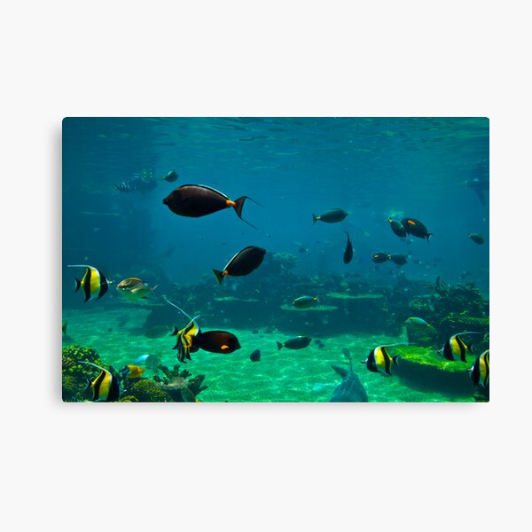 Fish Tank Canvas Print